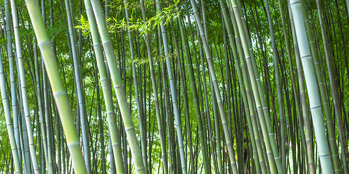 Kinas bambusindustri starter en ny reise